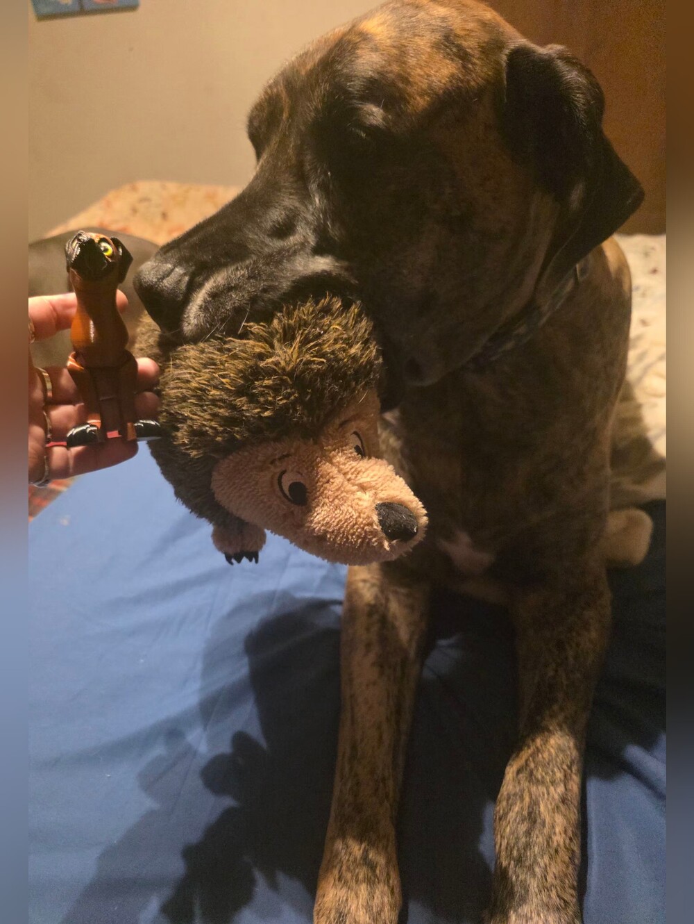 Hank The Great Dane 3D - ALL PROCEEDS GO TO HIS OCT 1ST Surgery. - Picture 2 of 2